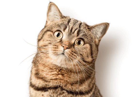 Katze