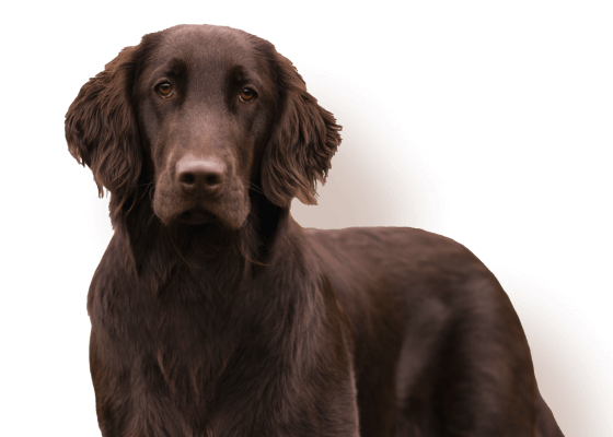 Hunde