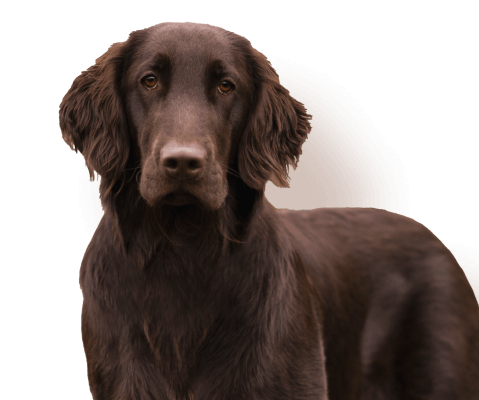 Hunde