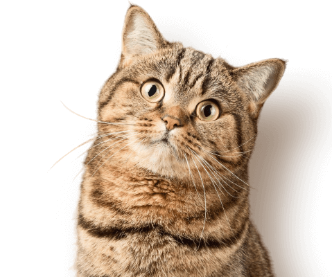 Katze