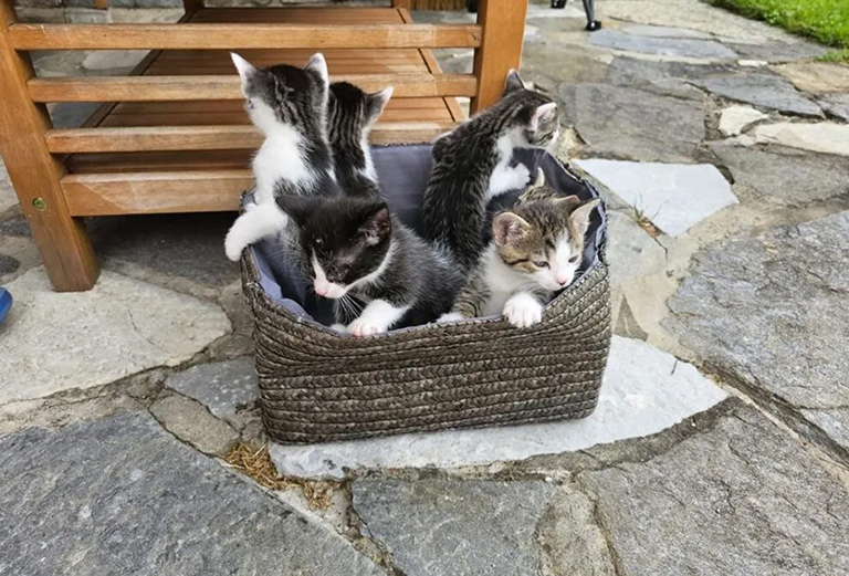 Katzen in einem Korb