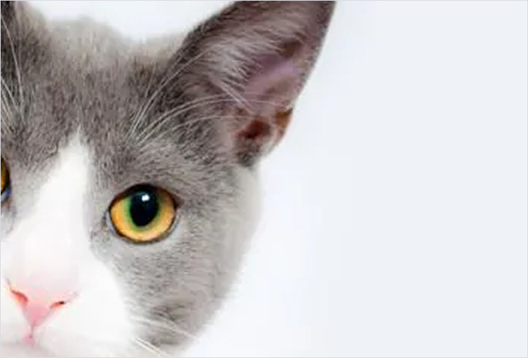 Zahnstein bei Katzen: die stille Gefahr im Katzenmaul