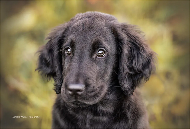 Hunde