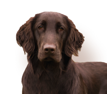 Hunde