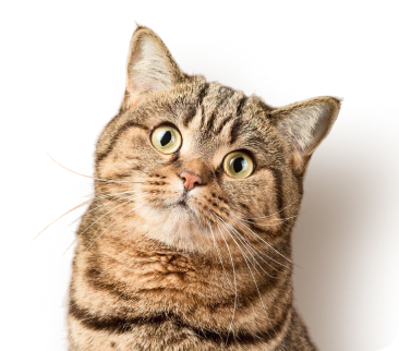 Katze