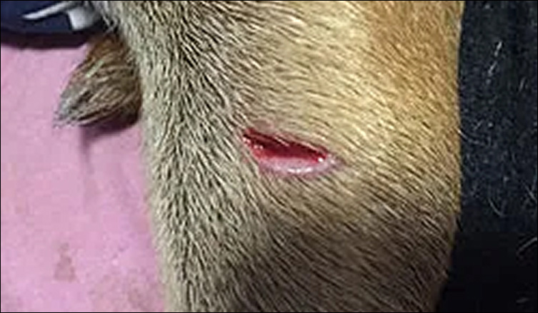Wunde am Hundebein vorher