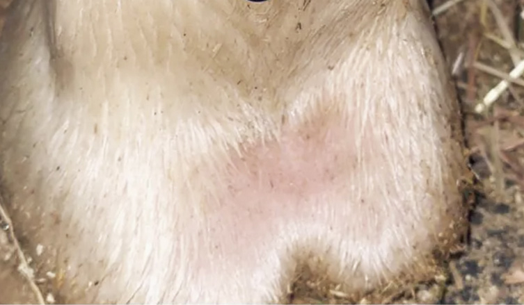 Produkt – Fesselglück